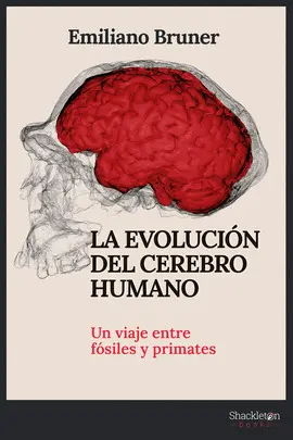 LA EVOLUCIÓN DEL CEREBRO HUMANO LA EVOLUCIÓN DEL CEREBRO HUMANO