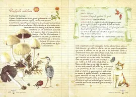 SETAS Y HONGOS. EL MUNDO DE LAS SETAS