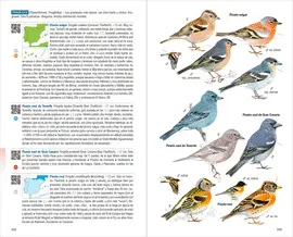 AVES DE ESPAÑA -4ª EDICION