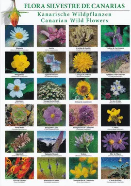LAMINA FLORA SILVESTRE DE CANARIAS