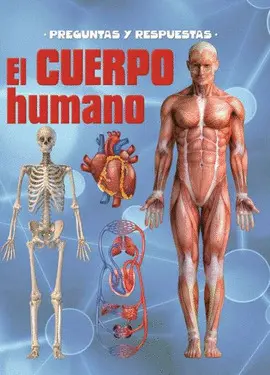 PREGUNTAS Y RESPUESTAS EL CUERPO HUMANO PREGUNTAS Y RESPUESTAS EL CUERPO HUMANO