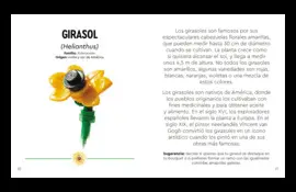 FLORES SILVESTRES