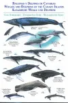 LAMINA BALLENAS Y DELFINES DE CANARIAS / WHALES AND DOLPHINS OF THE
