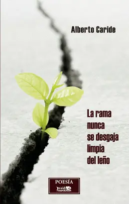LA RAMA NUNCA SE DESGAJA LIMPIA DEL LEÑO