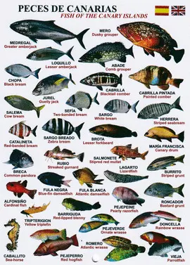 Peces de Canarias Tablilla